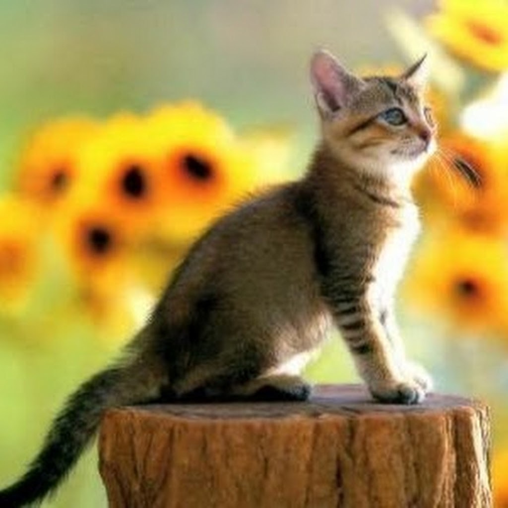 Avatar of Sarra Ben Abbès