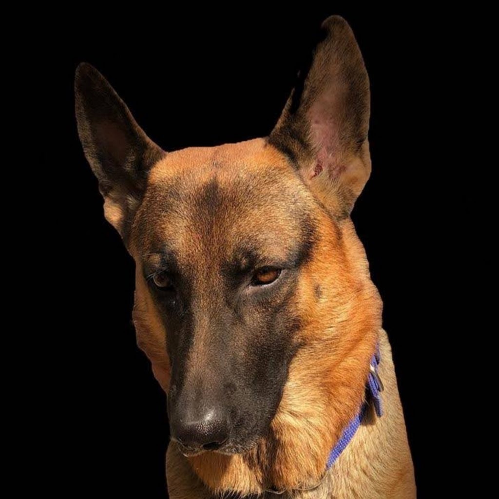 Avatar of Srushti R.