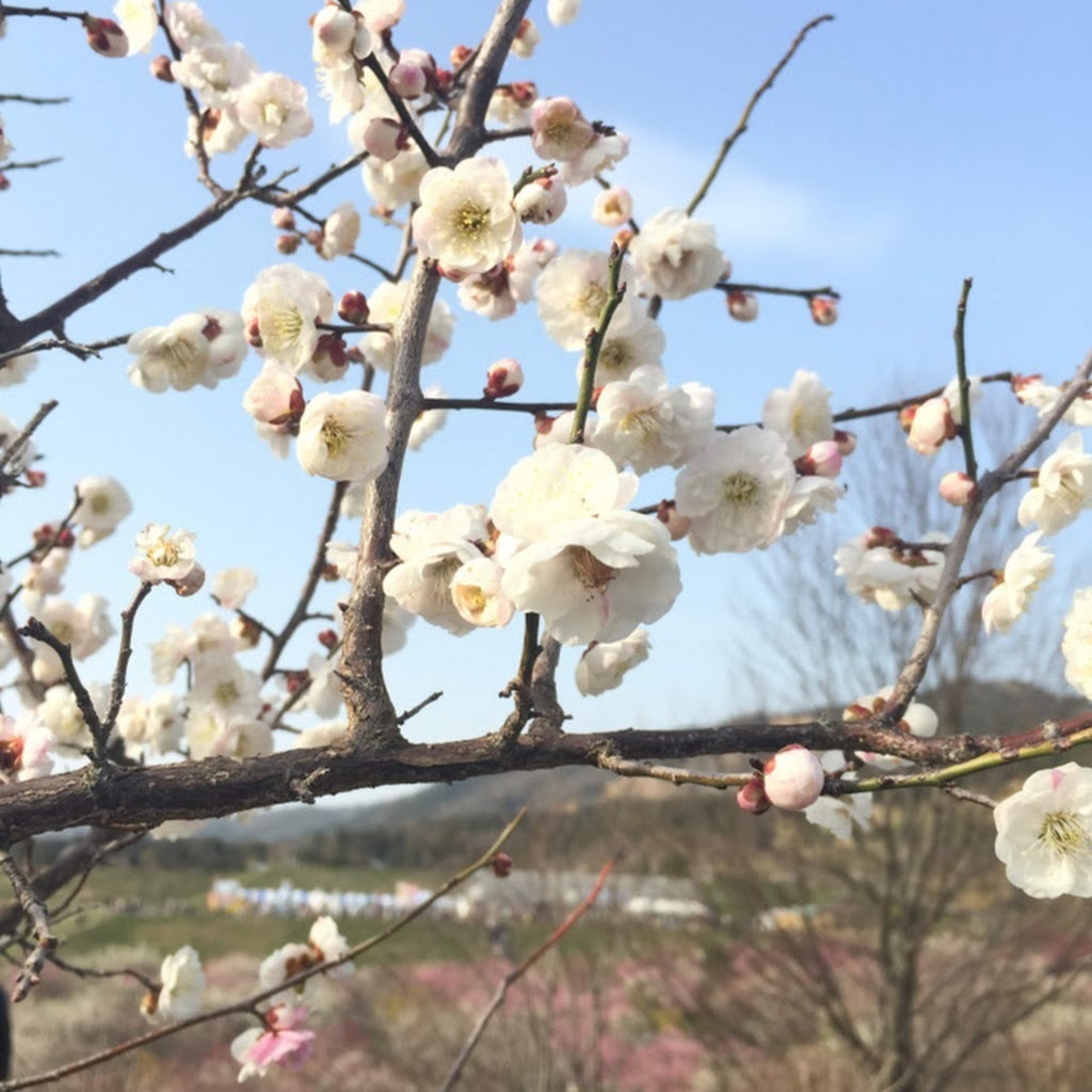 Avatar of Shusuke H.