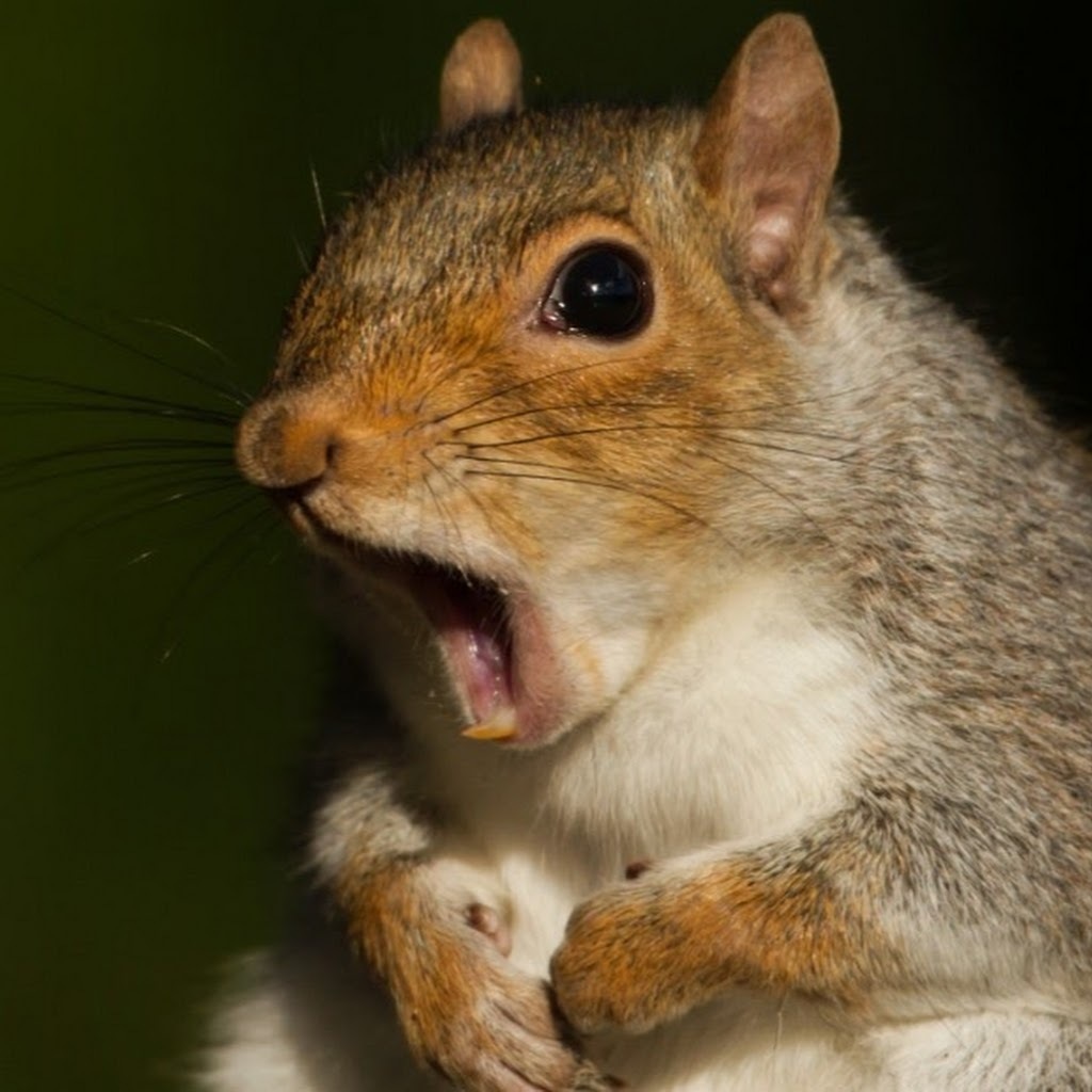 Avatar of Дмитрий Л.