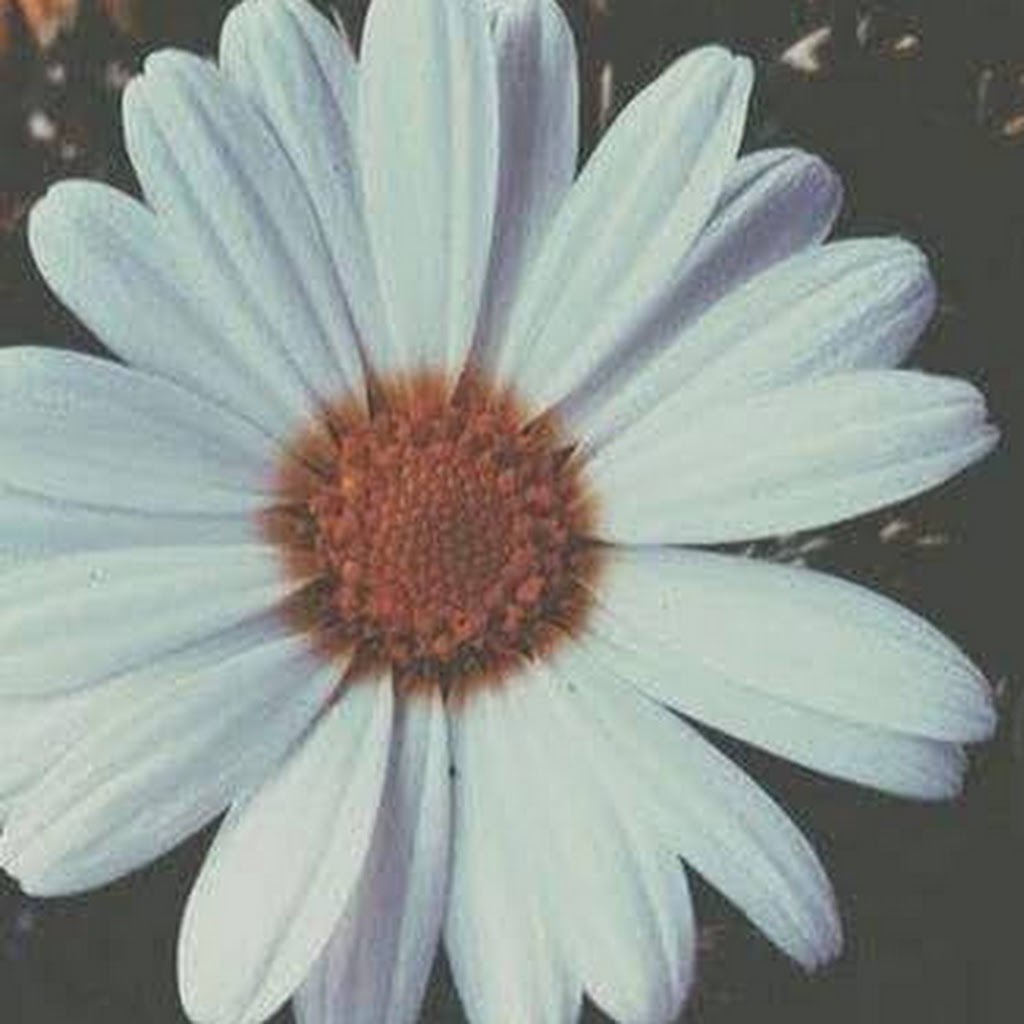 Avatar of souheila s.