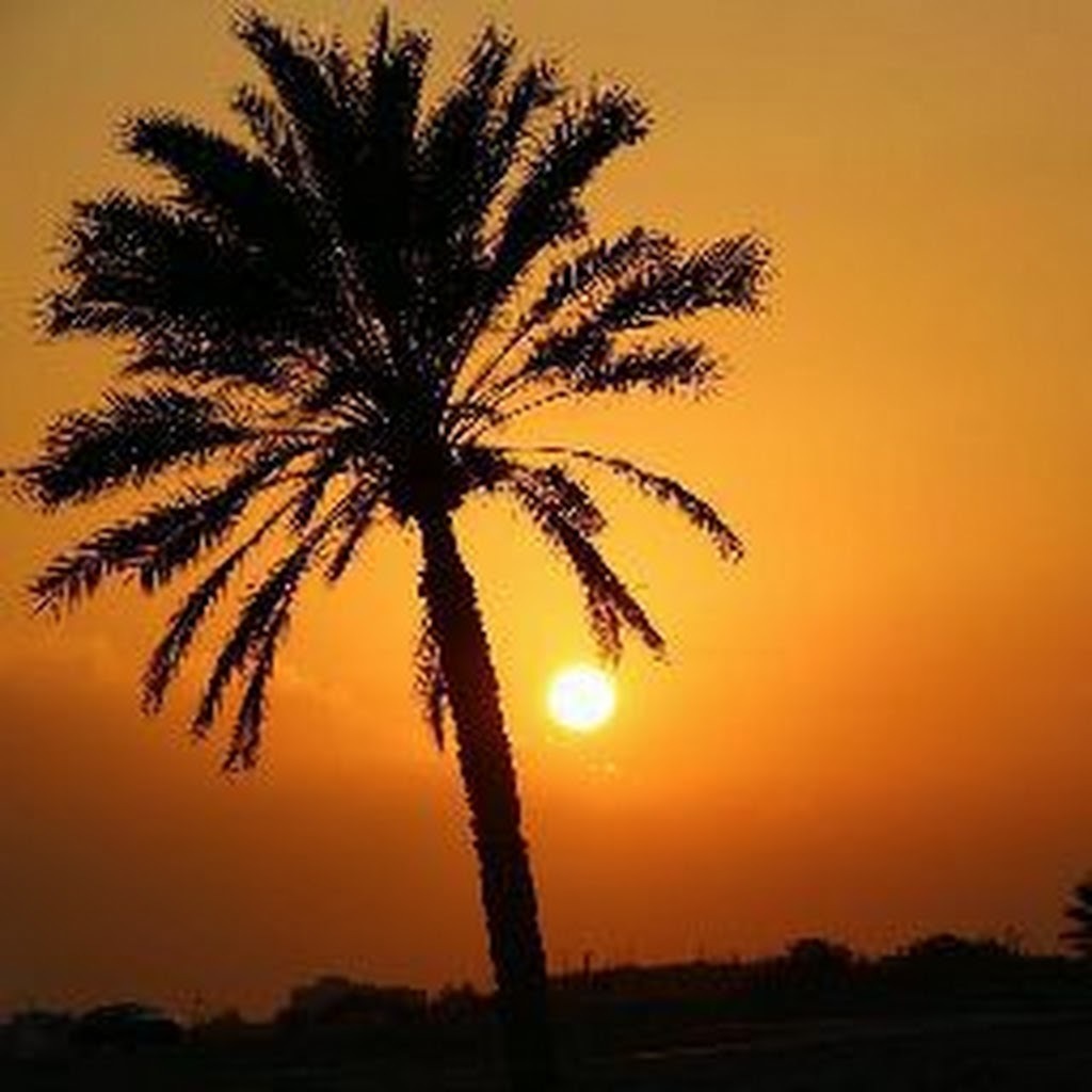 Avatar of ツMustafa