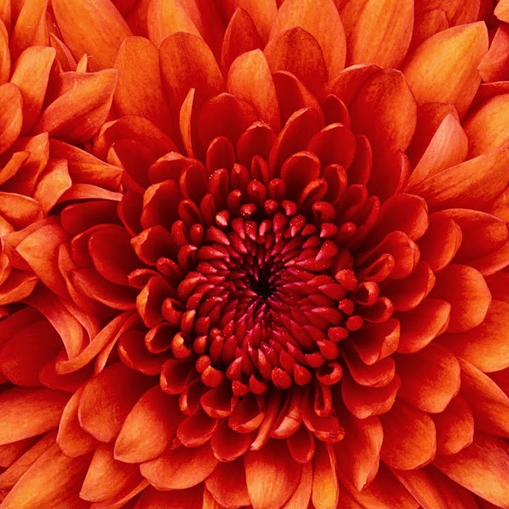 Avatar of Camille D.