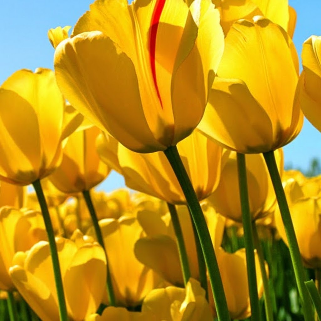 Avatar of mustapha e.