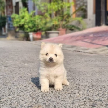 Avatar of Deepanshu T.