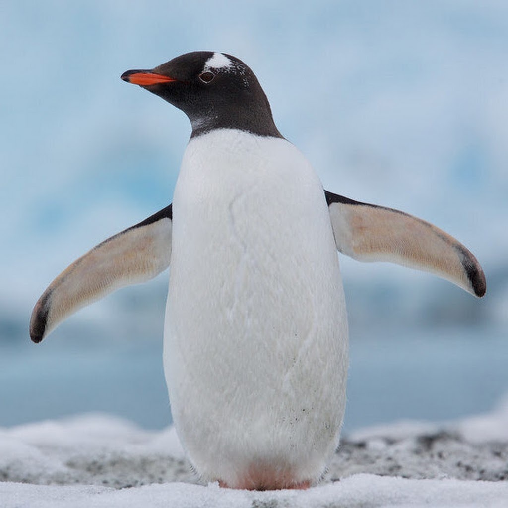 Avatar of Agustina B.