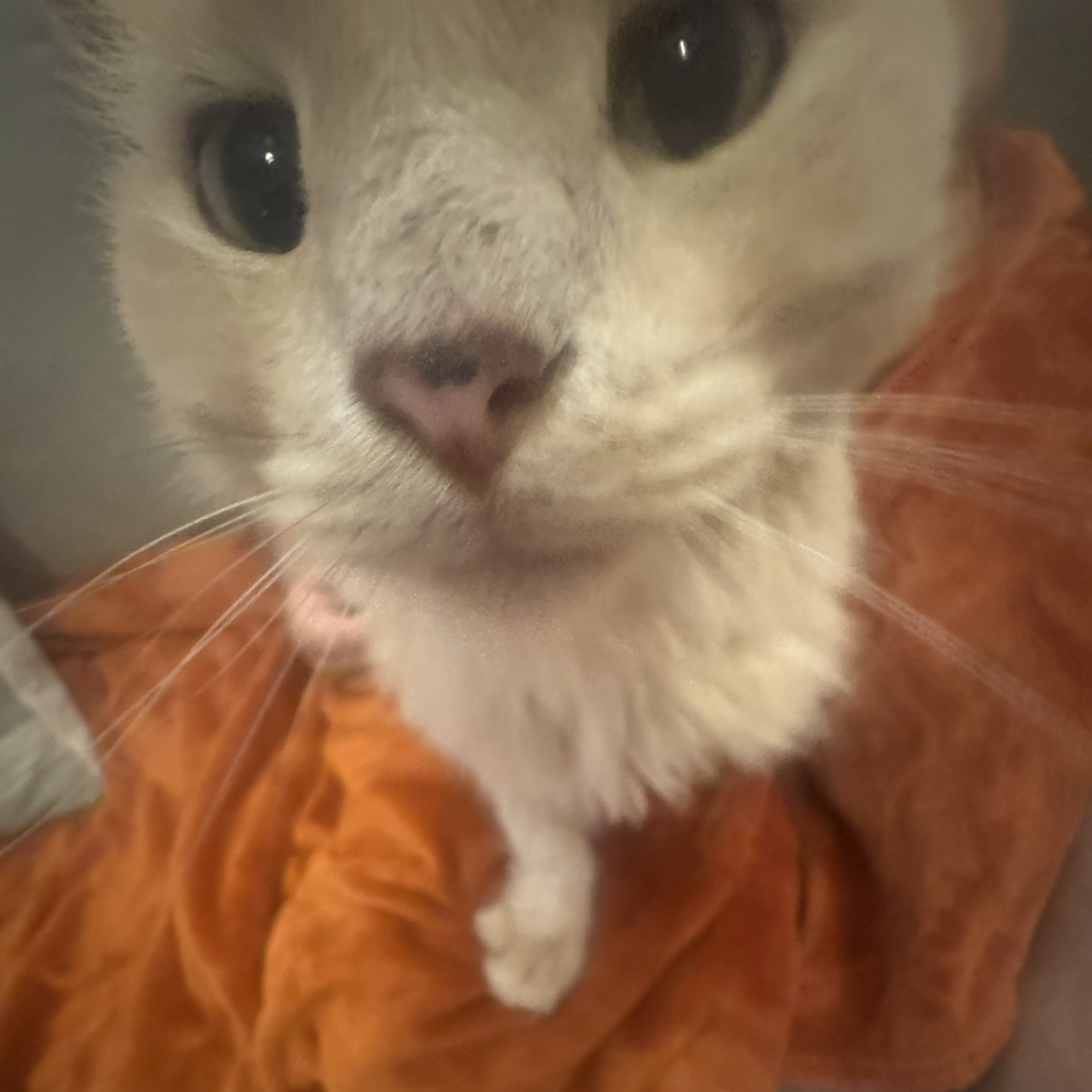 Avatar of Alejandro R.