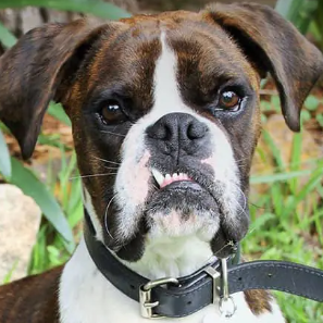 Avatar of Alberico A.