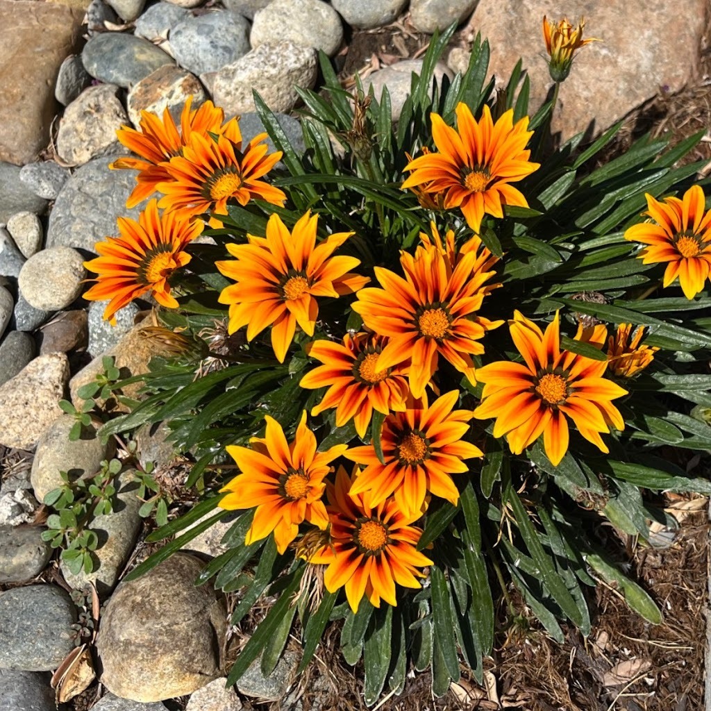 Avatar of Mithila J.